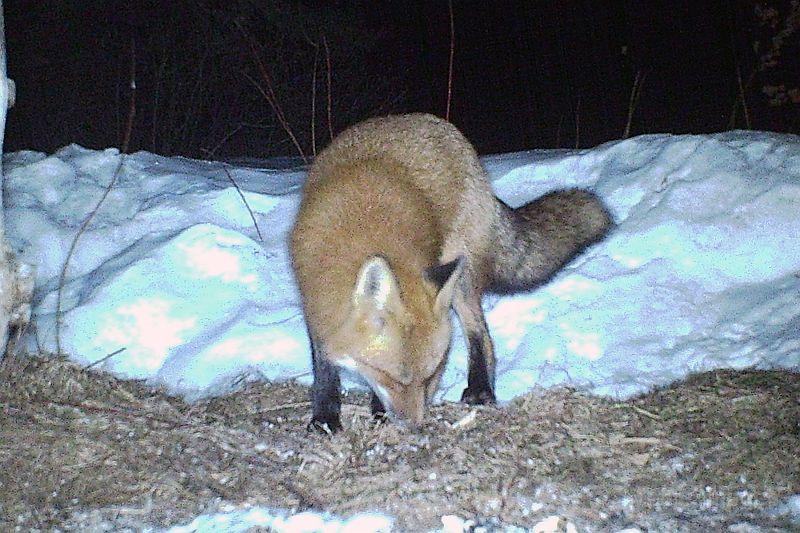 RedFox_032611_2002hrs.jpg - Red Fox (Vulpes vulpes)